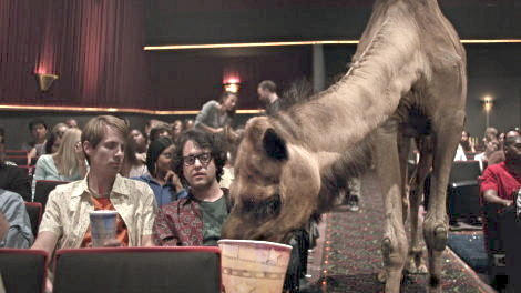 cine camel