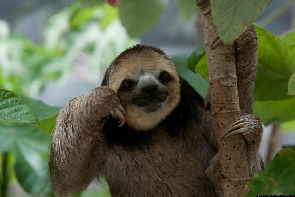 sloth